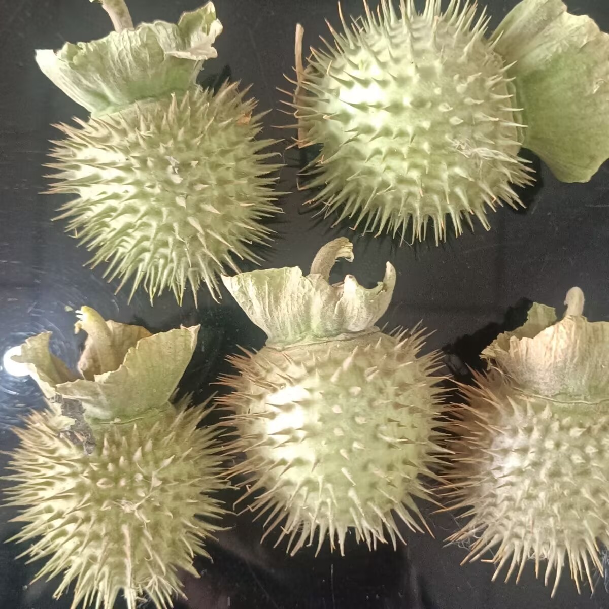 Candle Making And Perfume - Hochwertige natürliche getrocknete Datura-Pads – für
